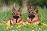 BERGER ALLEMAND 1388